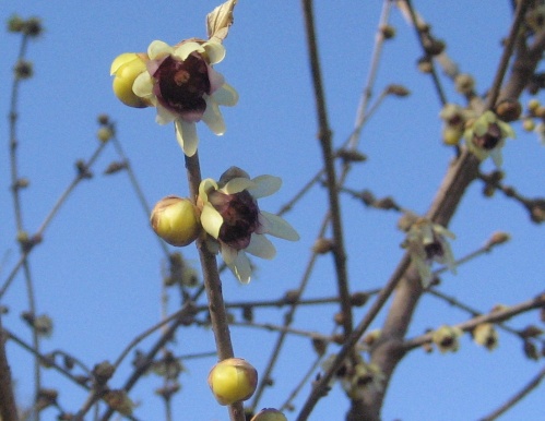 Wintersweet witch hazel - chimononthus praecox